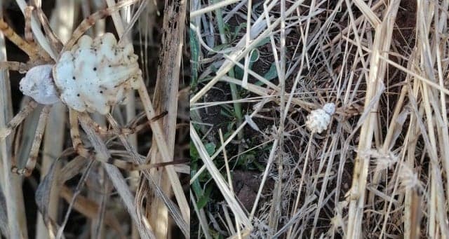 Dünyanın en zehirli örümcekleri arasında gösterilen ‘Argiope lobata’ ülkemizde çeşitli şehirlerde görünmesinin ardından bu kez